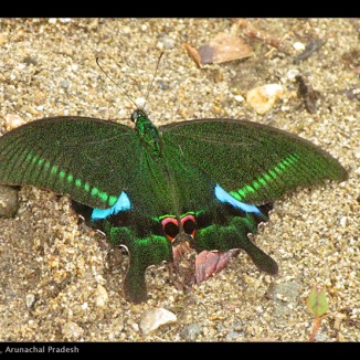 Paris Peacock-Papilio paris